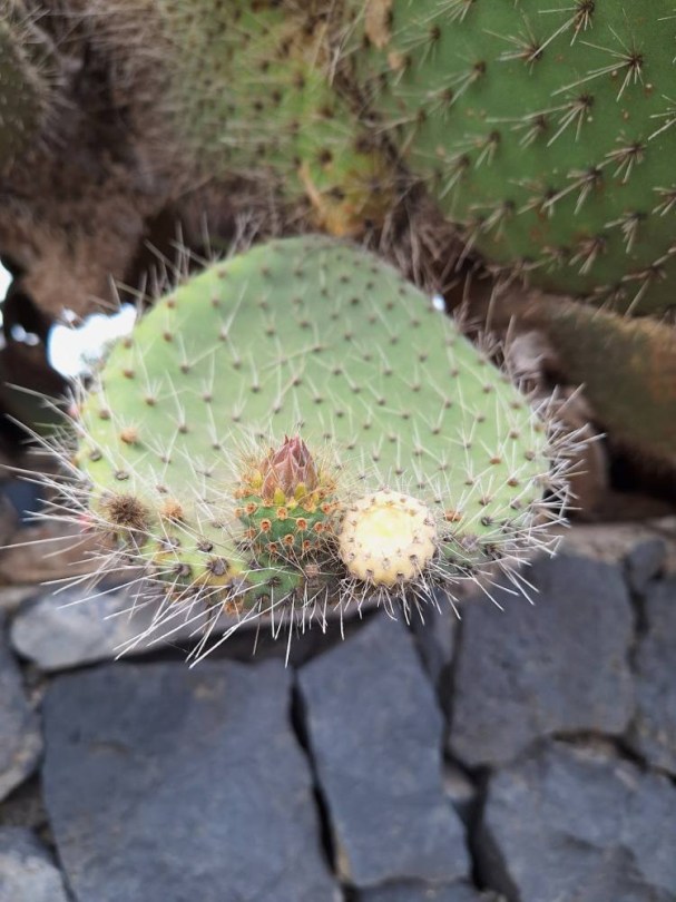 Ezüst fügekaktusz - Opuntia leucotricha, Opuntia leucotricha, fagyérzékeny, gyümölcs